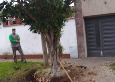 LT podas y extracciones de arboles en Capital y Gran Buenos Aires.