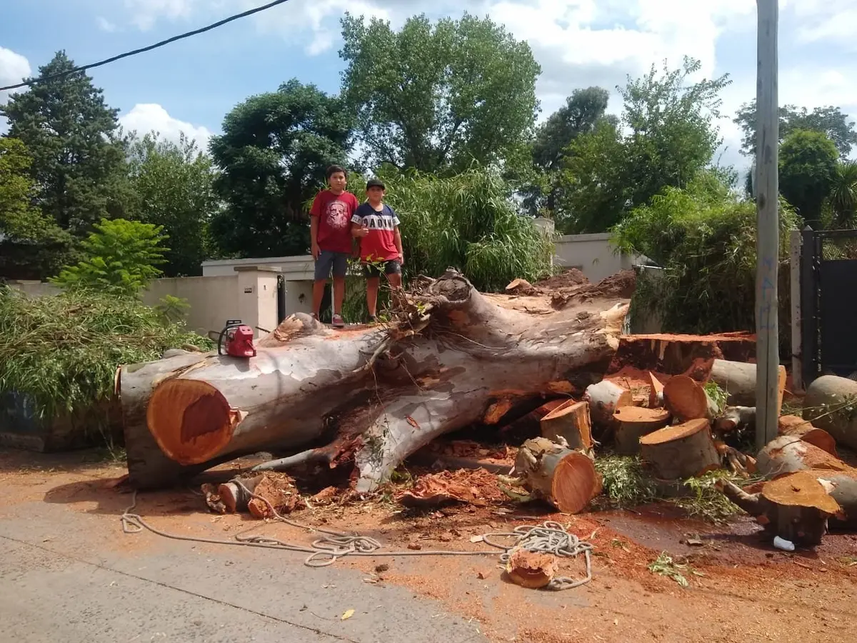 Extracción controlada de árbol de gran porte en zona urbana