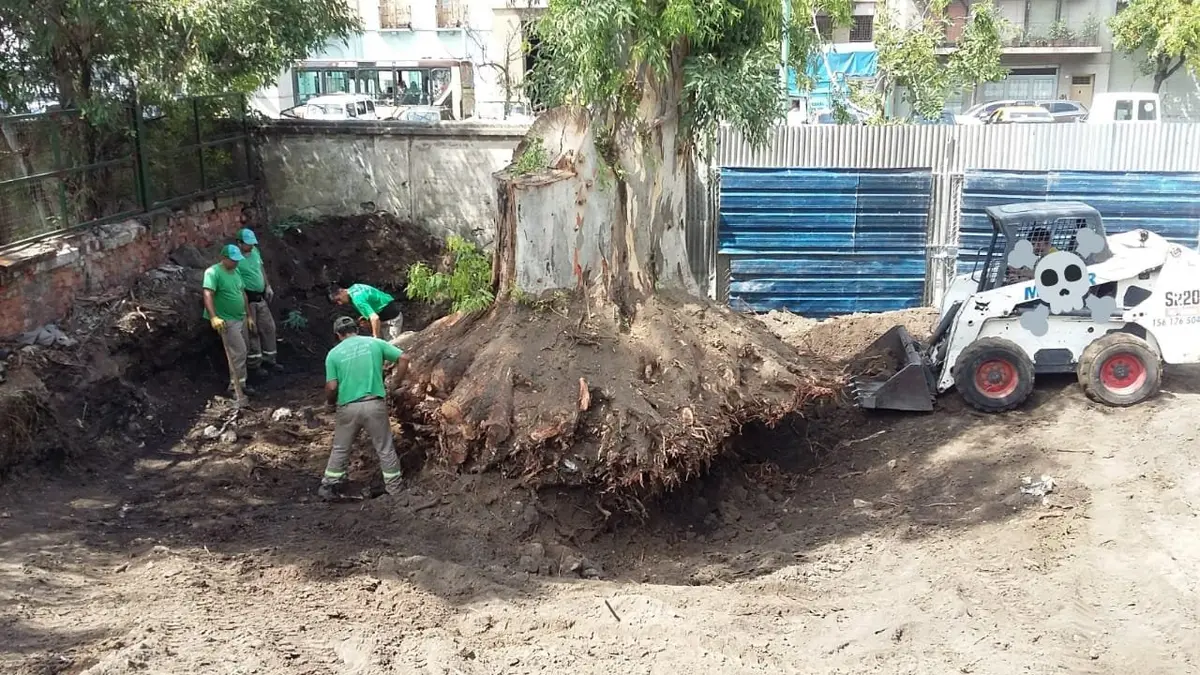 Extracción de raíces de árbol con maquinaria