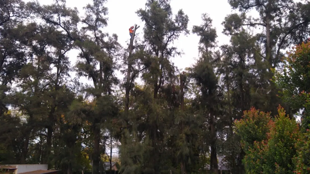 Resultado de poda de copas de árboles altos