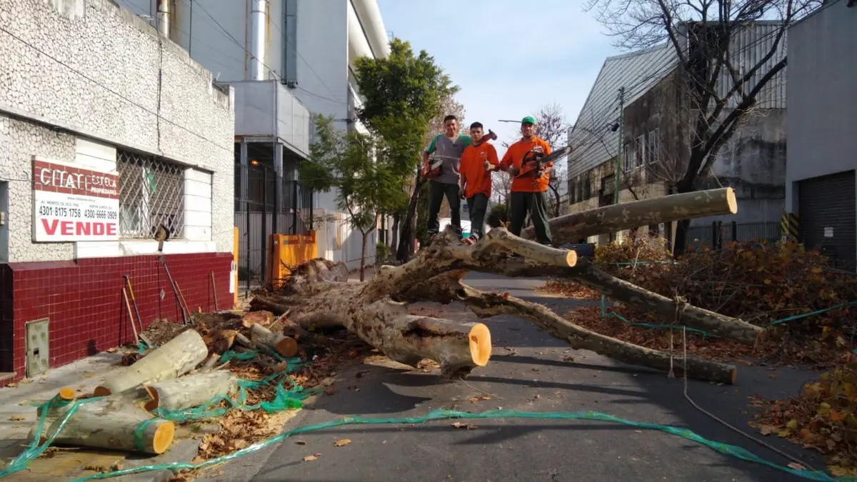 Tala controlada de árbol próximo a viviendas